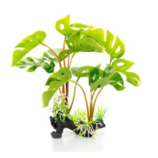 Planta Monstera De Decoração Para Terrários